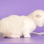 munchkin kittens for sale near me