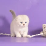 munchkin kittens for sale near me