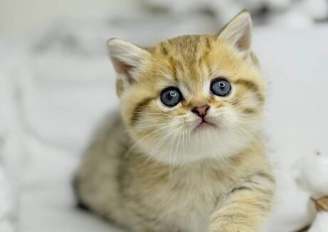 munchkin cat uk