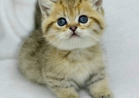 munchkin cat uk