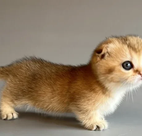 female munchkin cats for sale