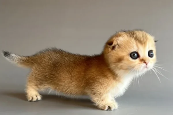 female munchkin cats for sale