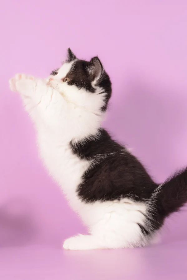 munchkin cat kittens for sale