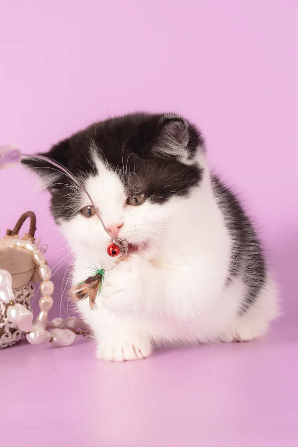 munchkin cat kittens for sale