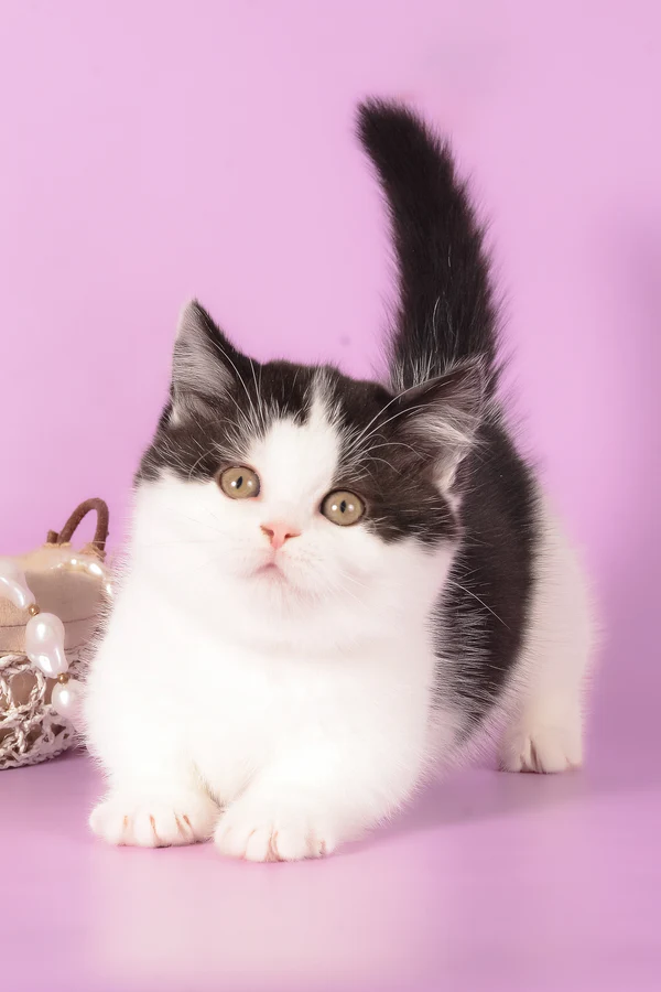 munchkin cat kittens for sale