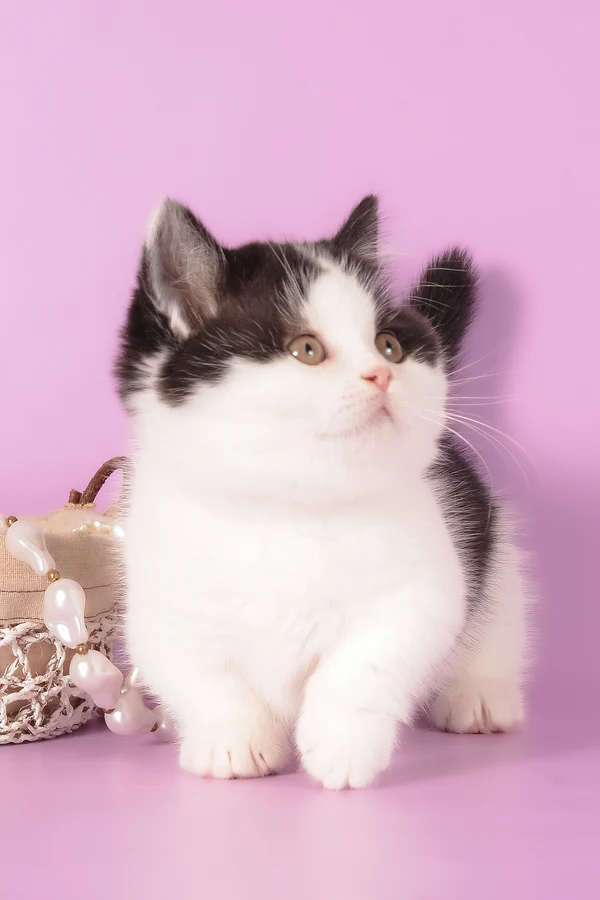 munchkin cat kittens for sale