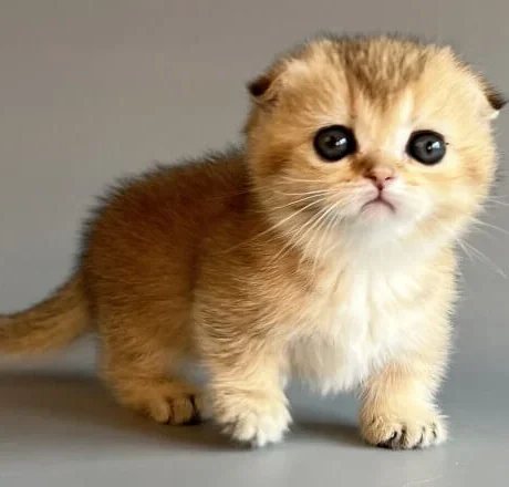 female munchkin cats for sale