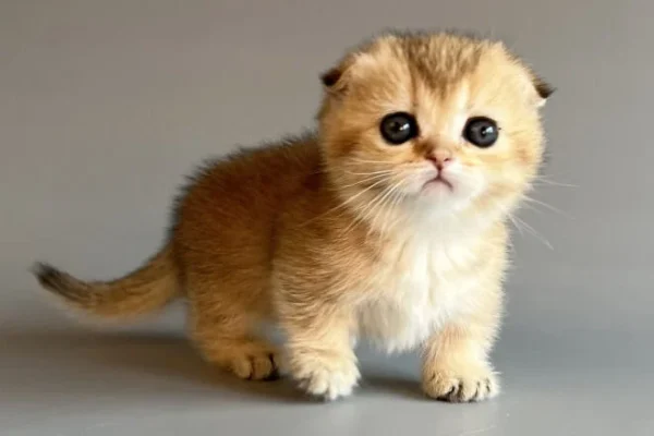 female munchkin cats for sale