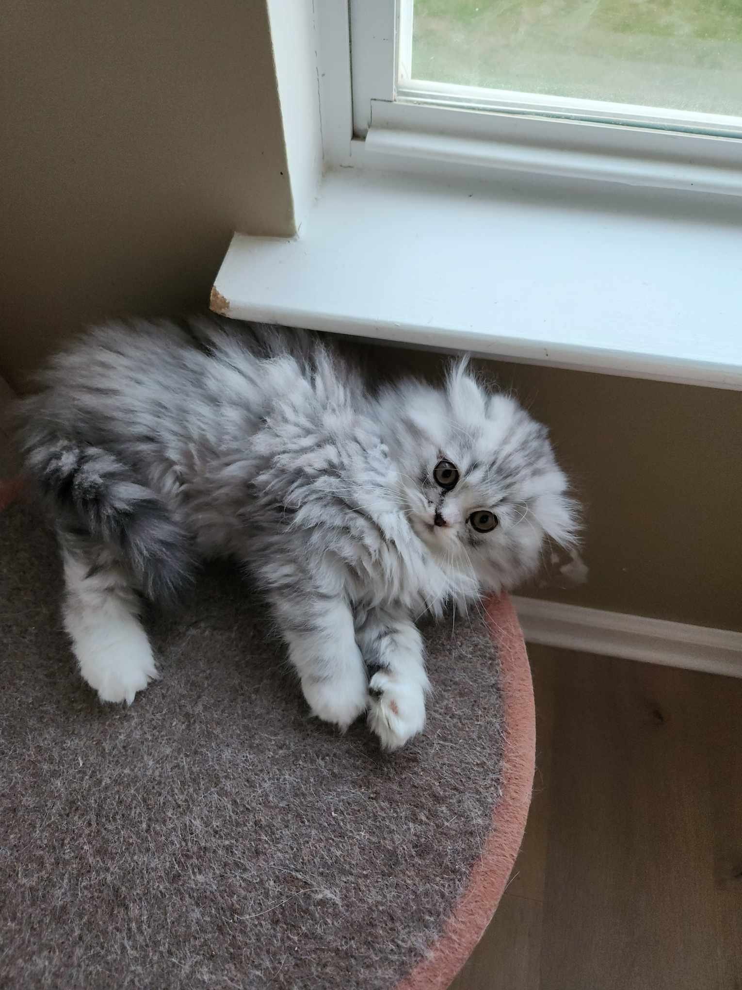 teacup munchkin kittens for sale