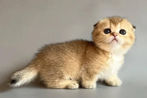 female munchkin cats for sale