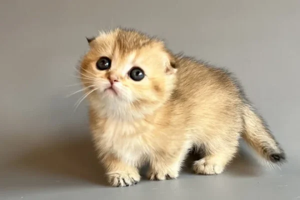 female munchkin cats for sale