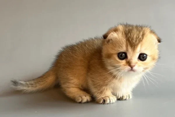 female munchkin cats for sale