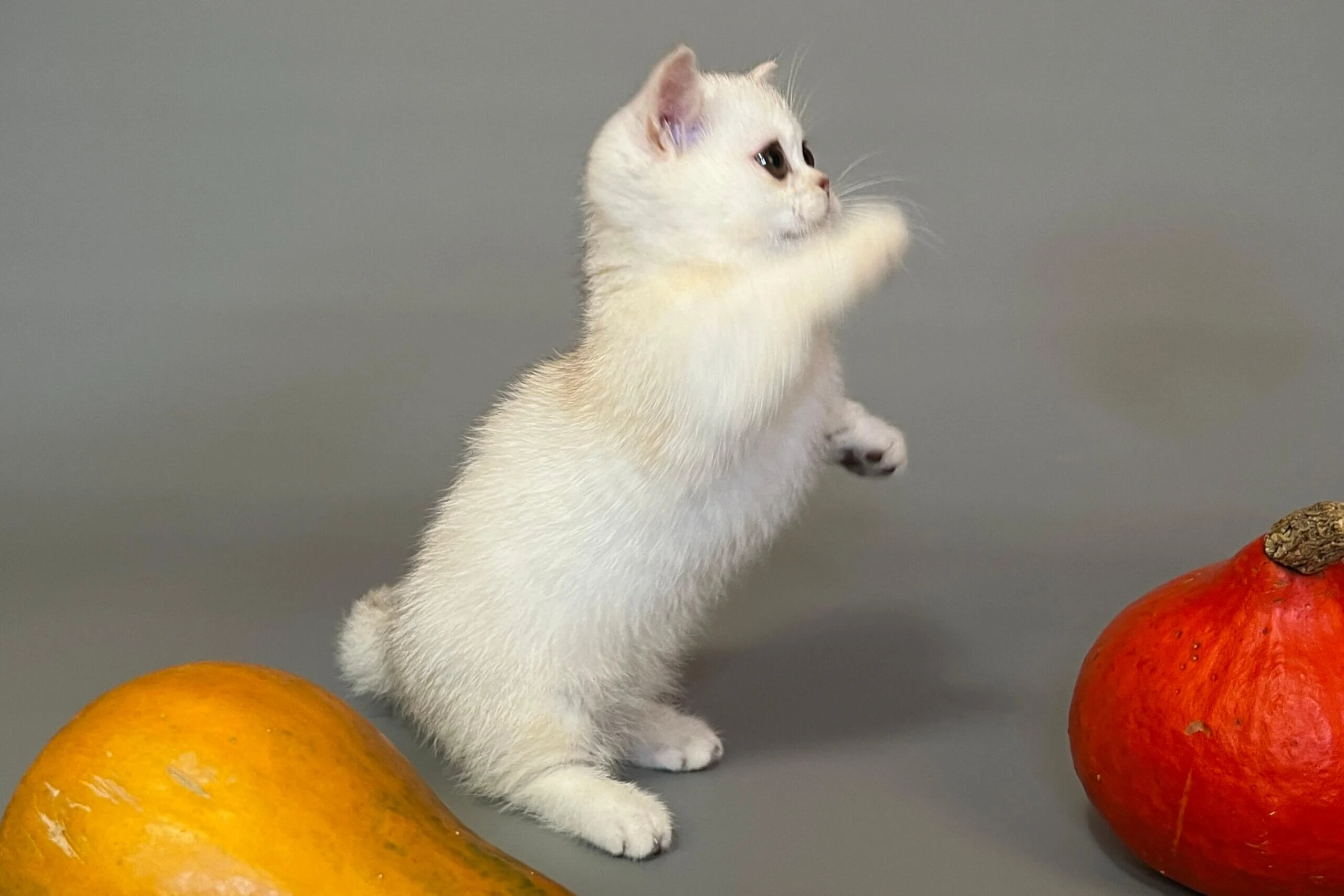 munchkin cat for sale uk