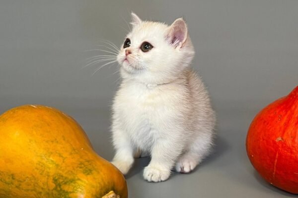 munchkin cat for sale uk