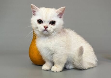 munchkin cat for sale uk