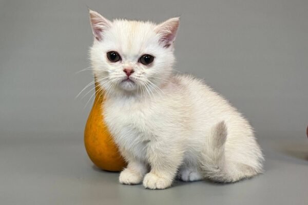 munchkin cat for sale uk