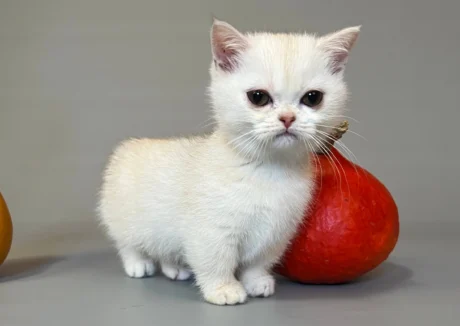 munchkin cat for sale uk