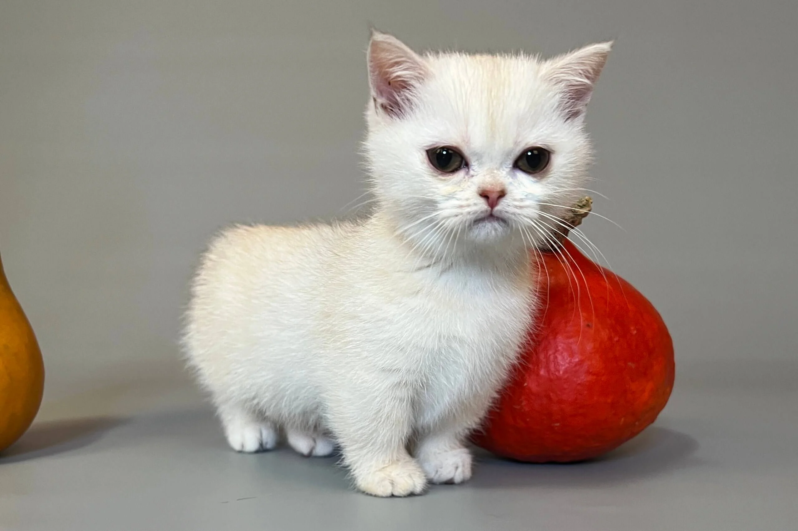 munchkin cat for sale uk