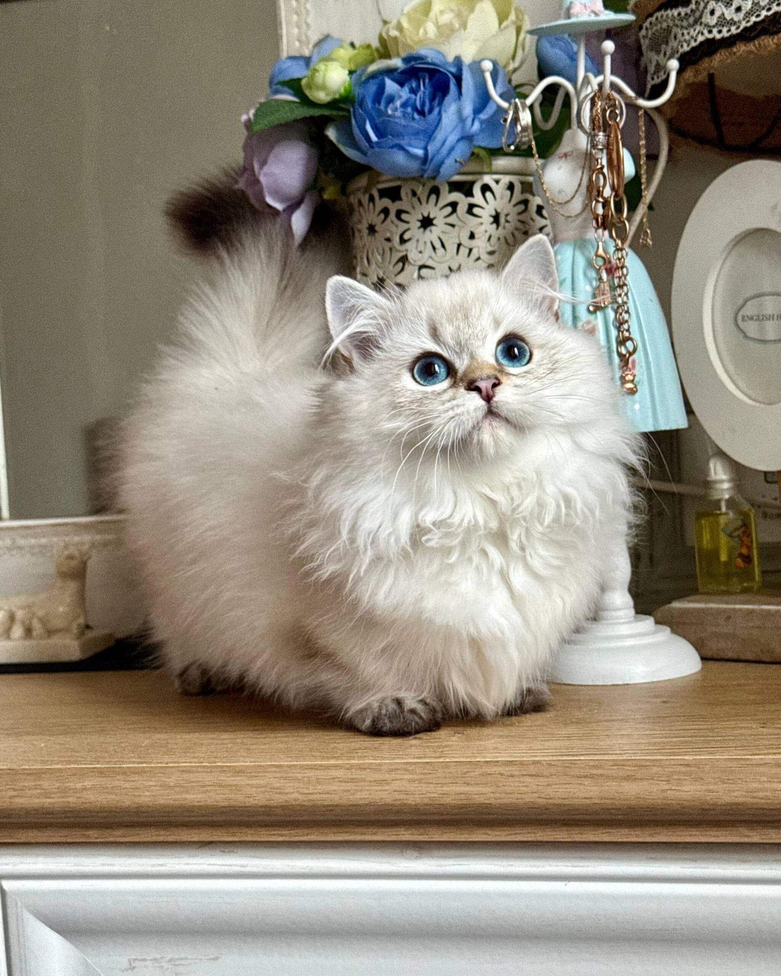 teacup munchkin kittens for sale