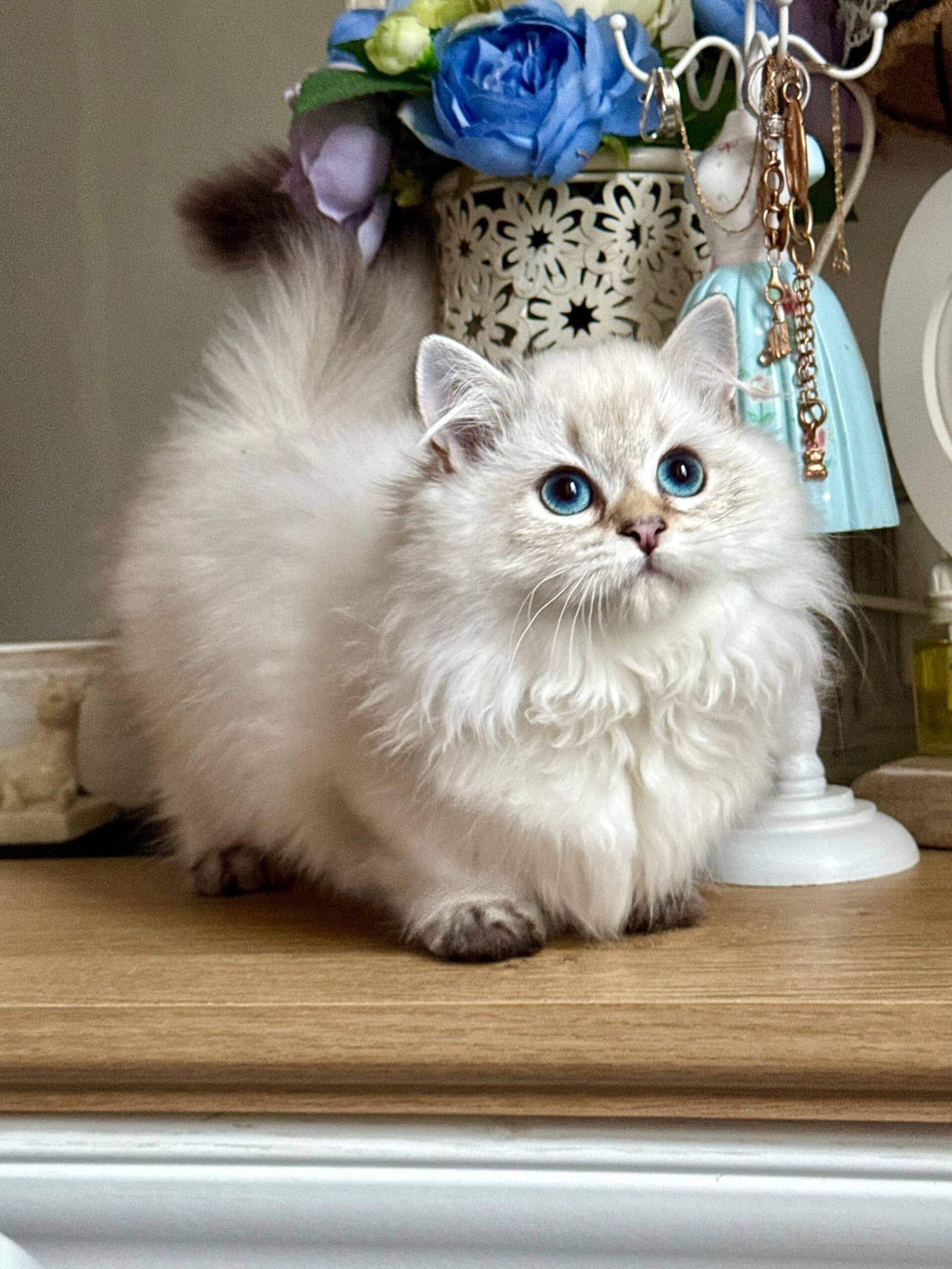 teacup munchkin kittens for sale