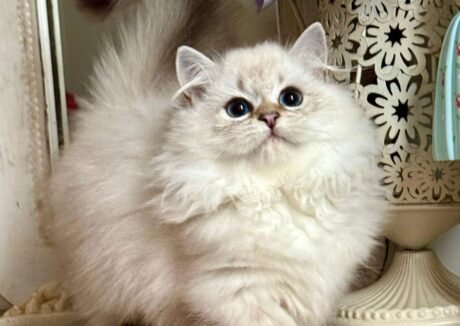 teacup munchkin kittens for sale