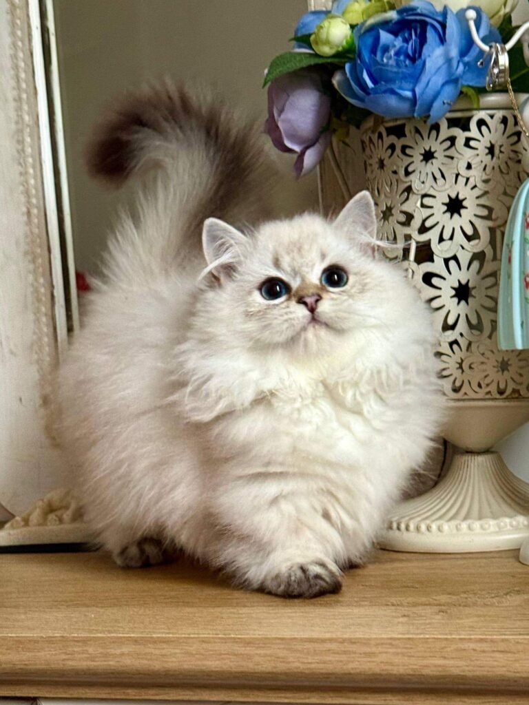 teacup munchkin kittens for sale