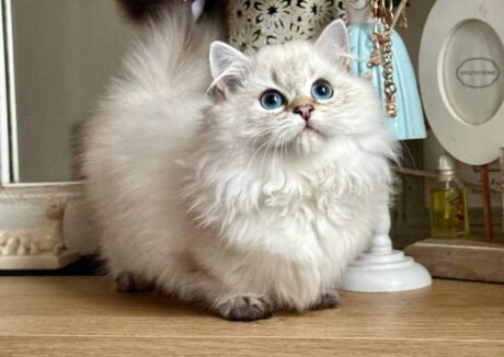 teacup munchkin kittens for sale