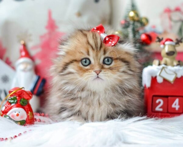 munchkin cat kittens for sale​