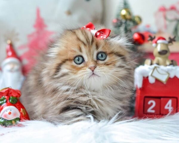 munchkin cat kittens for sale​