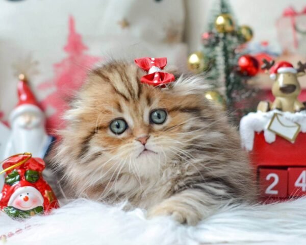 munchkin cat kittens for sale​