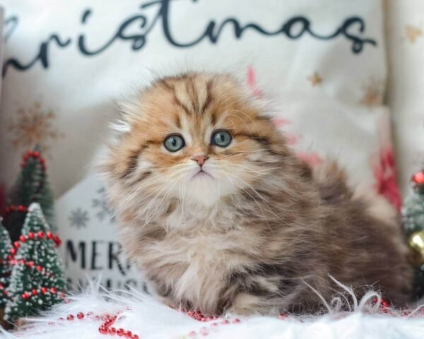 munchkin cat kittens for sale​