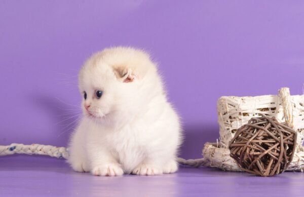 munchkin cats for sale near me
