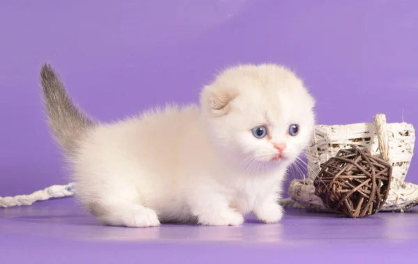 munchkin cats for sale near me