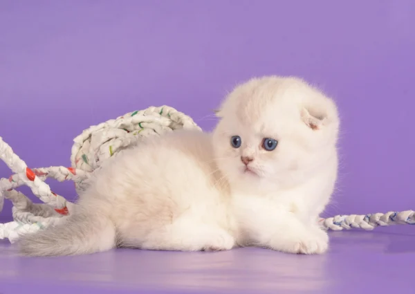 munchkin kittens for sale near me