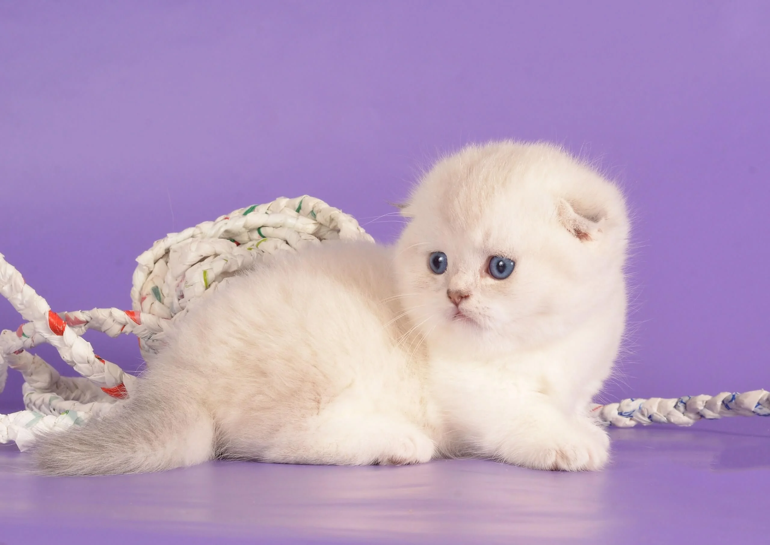 munchkin kittens for sale near me