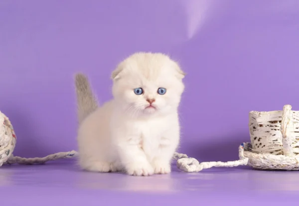 munchkin kittens for sale near me