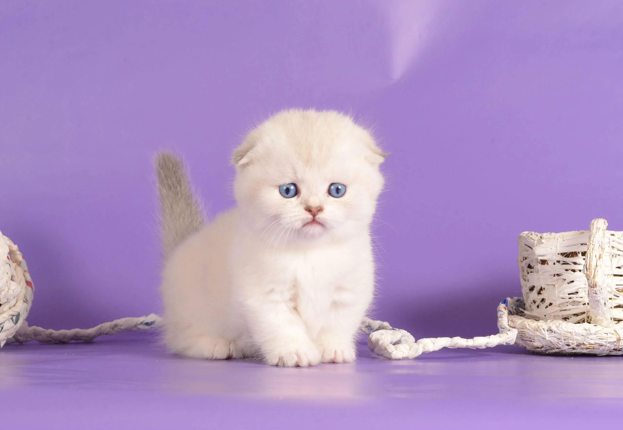 munchkin kittens for sale near me