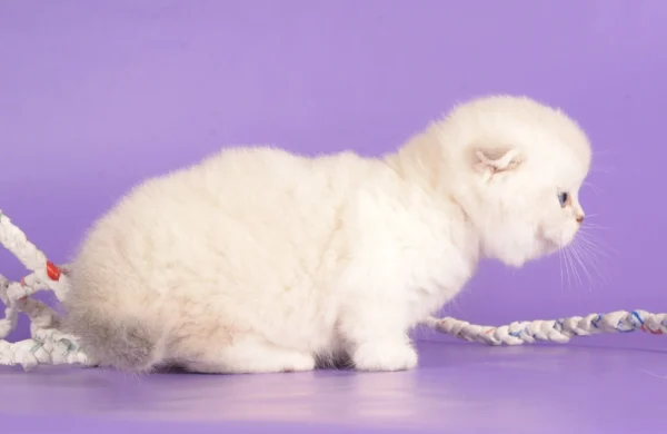 munchkin kittens for sale near me