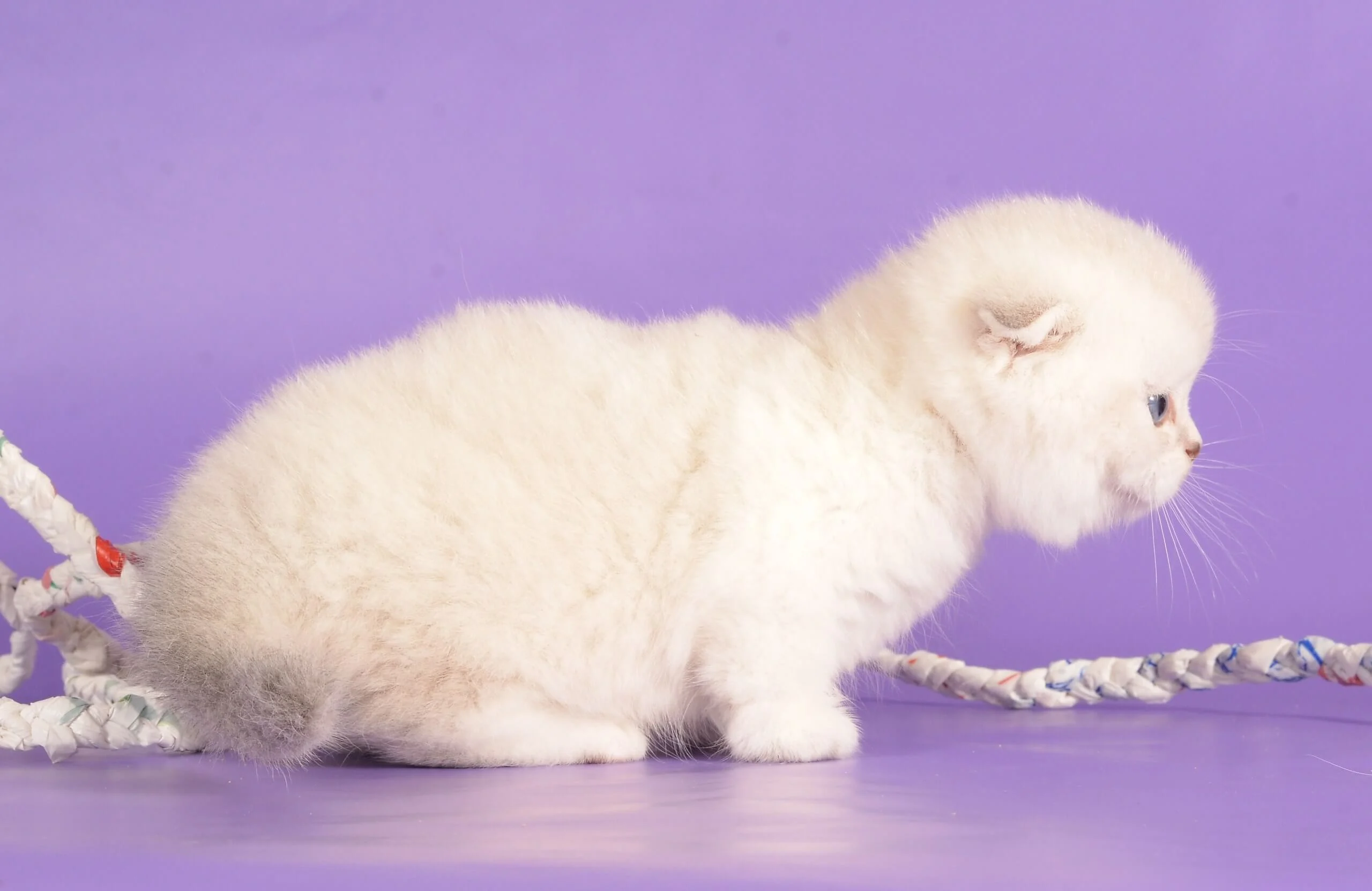 munchkin kittens for sale near me