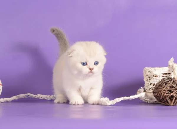 munchkin kittens for sale near me