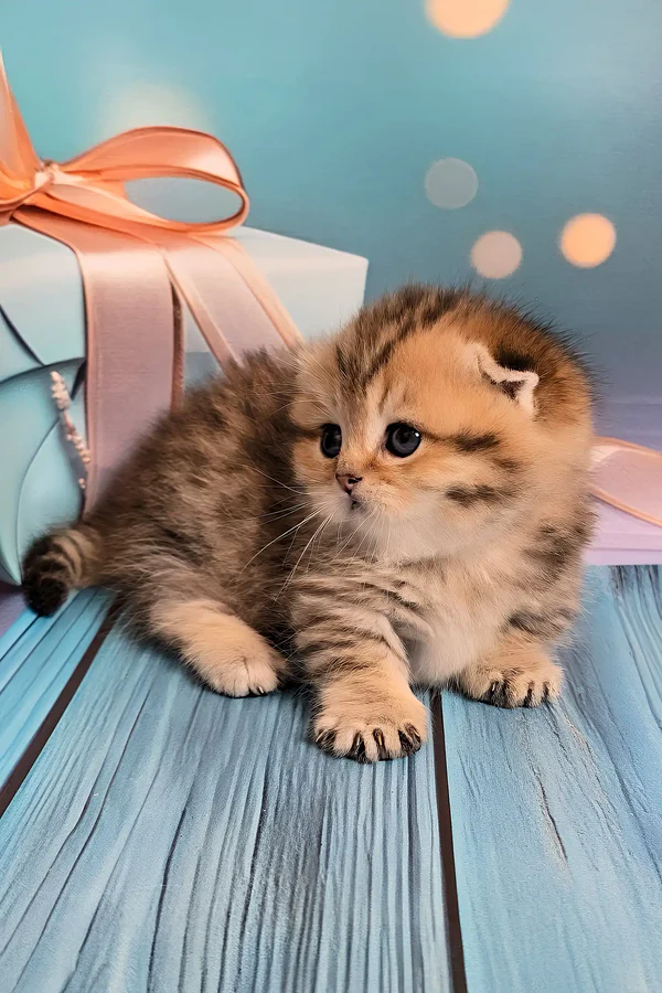 teacup munchkin kittens for sale