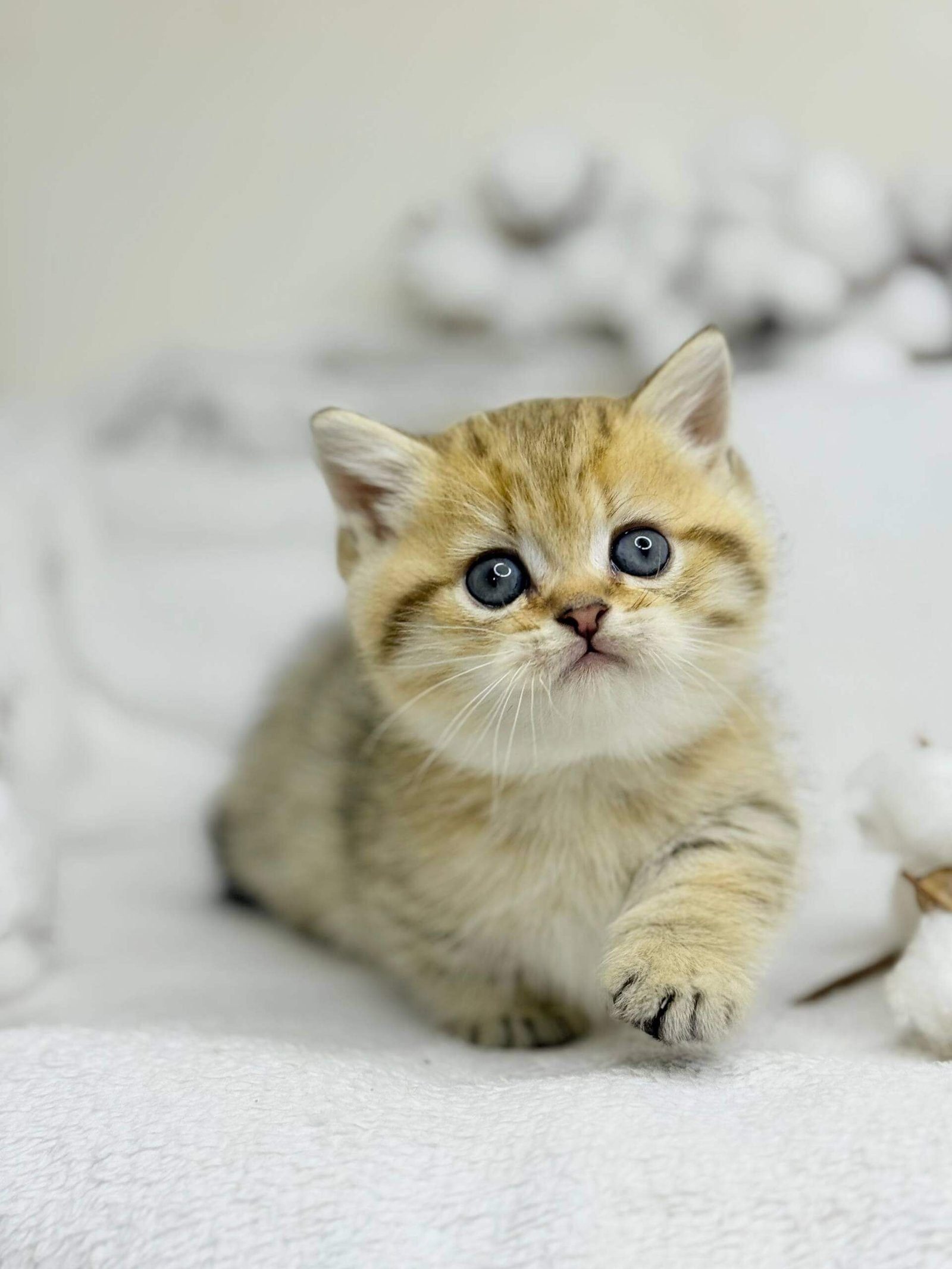 munchkin cat uk