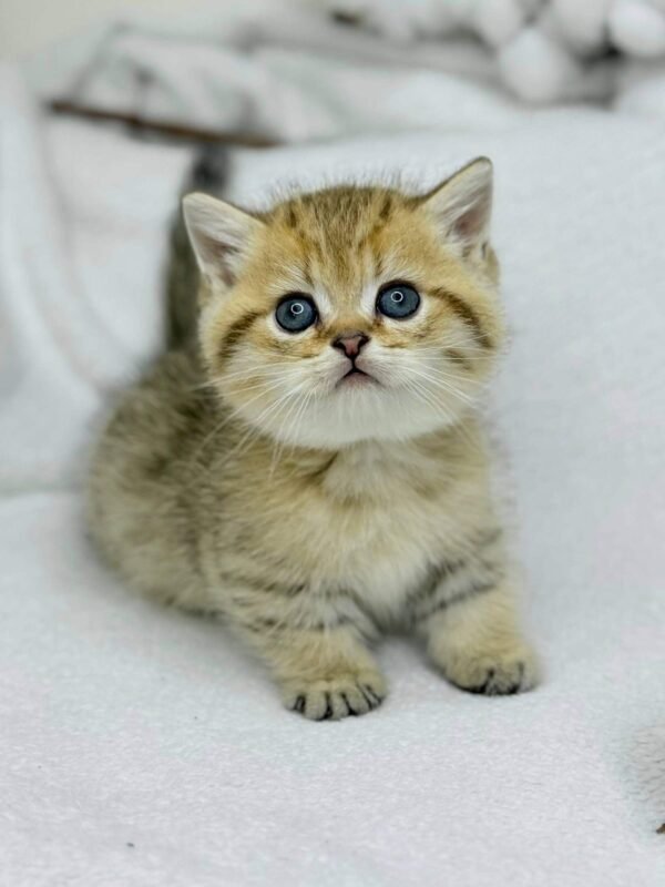 munchkin cat uk