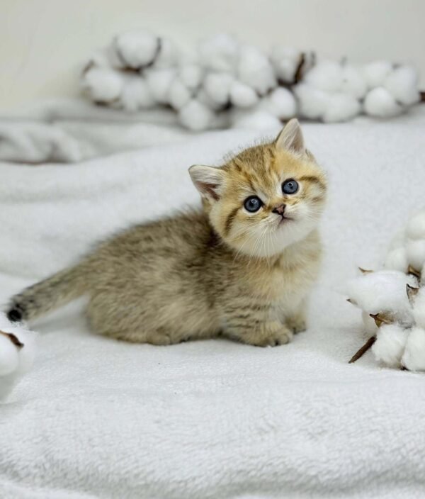 munchkin cat uk