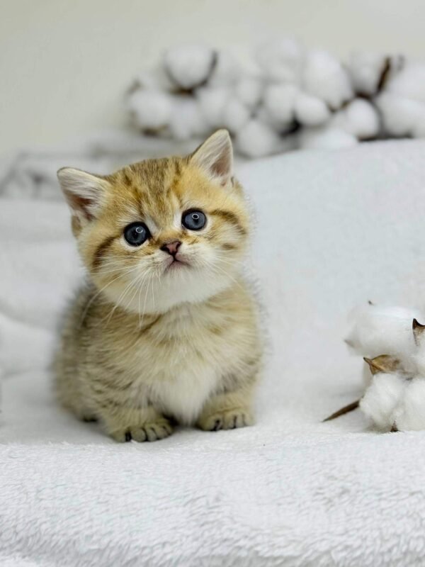 munchkin cat uk