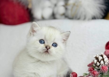 munchkin cat for sale near me