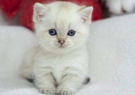 munchkin cat for sale near me