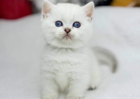 teacup munchkin kittens for sale