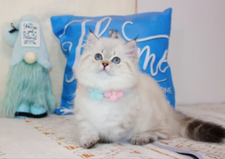 munchkin kitten for sale