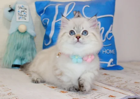 munchkin kitten for sale